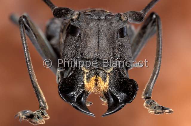 stellognatha maculata 2.JPG - Stellognatha maculata (Portrait)LongicorneLong horned beetleColeoptera, CerambycidaeMadagascar